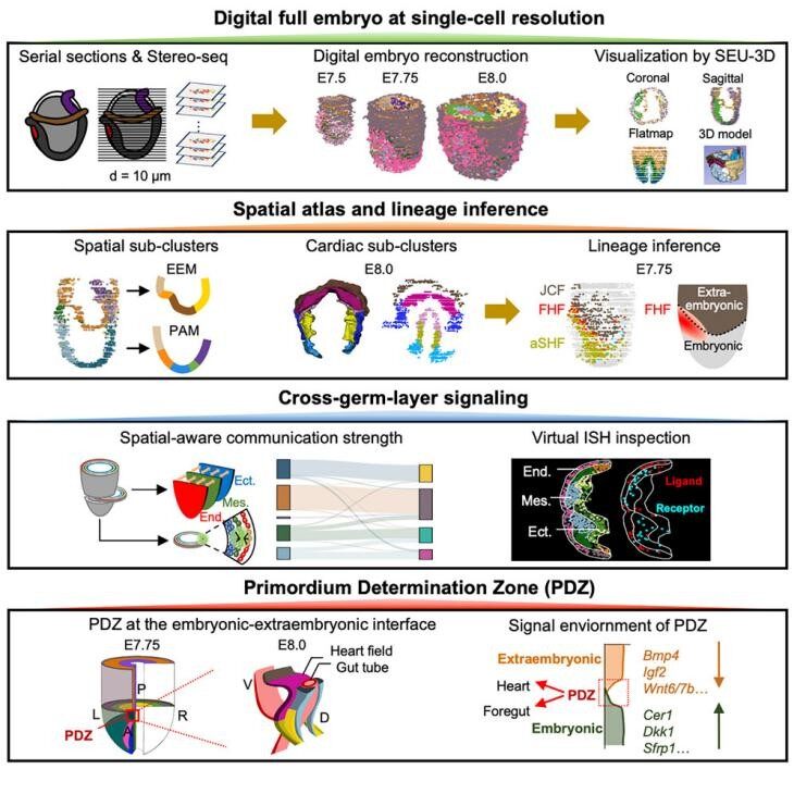 Spatial reconstruction of full mouse embryos Credit Xie, Peng et al.Cell, 2025